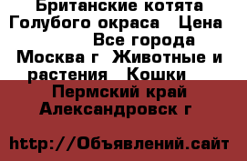 Британские котята Голубого окраса › Цена ­ 8 000 - Все города, Москва г. Животные и растения » Кошки   . Пермский край,Александровск г.